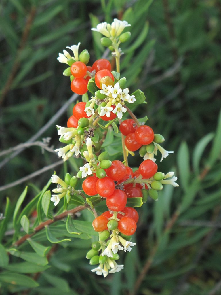 Daphne gnidium